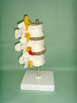 1:1 Natūralaus Dydžio PVC Trijų Skyrių Juosmeninės Stuburo dalies Skeleto Modelis su Stovu Skeleto Modelis Medicinos Mokslų Mokymo Išteklių