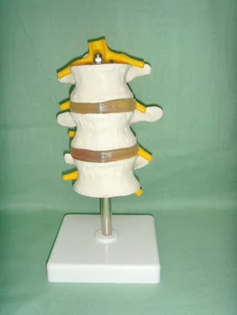 1:1 Natūralaus Dydžio PVC Trijų Skyrių Juosmeninės Stuburo dalies Skeleto Modelis su Stovu Skeleto Modelis Medicinos Mokslų Mokymo Išteklių