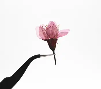 20pcs 2-3cm Presuotų Džiovintų Vyšnių Žiedų Sakura Gėlių Augalų Herbariumas Dėl Epoksidinės Dervos Papuošalai Priėmimo Veido Makiažas, Nagų Dailės 