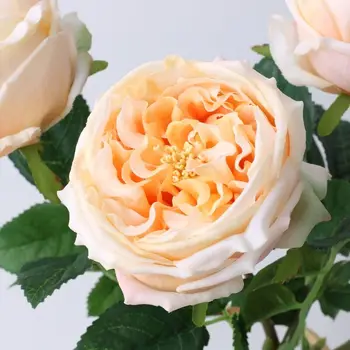 Austen Rose Namų Puošybai Latekso Nekilnojamojo Touch Vestuvių Dirbtinis Rožinis Gėlių Gėlių Atveju Šalis Ekranas - INDIGO