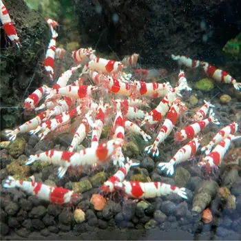 Crystal Krevečių Grūdų, Pašarų Granulių Akvariumo Žuvų Bakas Vandens Žolės, Žuvys Maisto