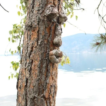 Medžio Veido Apdaila Aukštos Kokybės 3D Realus Sodo Kabinti Figūrėlės Lauko Derva Tree Hugger Ornamentu