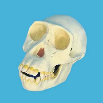 Šimpanzė kaukolės modelis Skeleto medicinos modelį Klasėje demonstravimo kaukolės mokymo priemonių 18x11x11cm